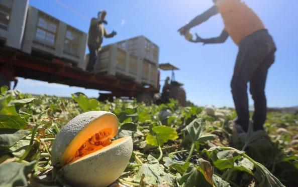 Unas 20 meloneras están inactivas en Honduras