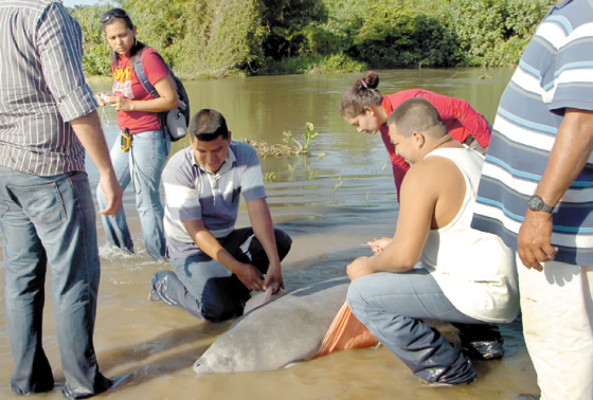 Honduras: Liberan a manatí en La Masica