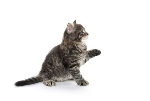 Un arañazo de gato puede conducir a una enfermedad grave