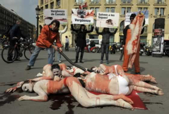 'Sangrienta' protesta por matanza de focas