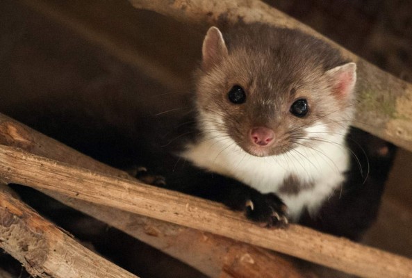 Una comadreja paralizó la máquina más grande del mundo