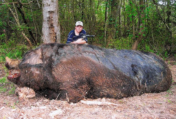 Niño mata a cerdo gigante