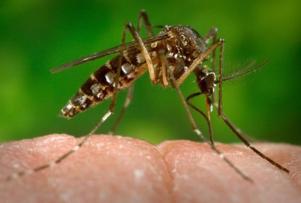 Nicaragua alerta por presencia de virus zika en Centroamérica  