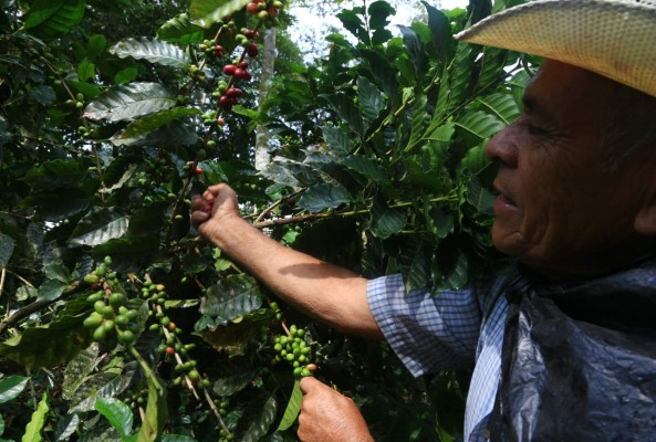 Cafetaleros se reunirán con compradores europeos