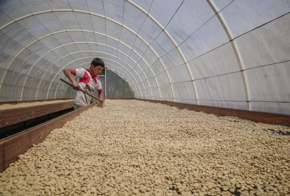 Un sueño cumplido a base de café