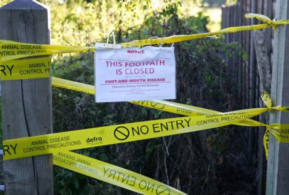 Cierran puertas a ganado inglés