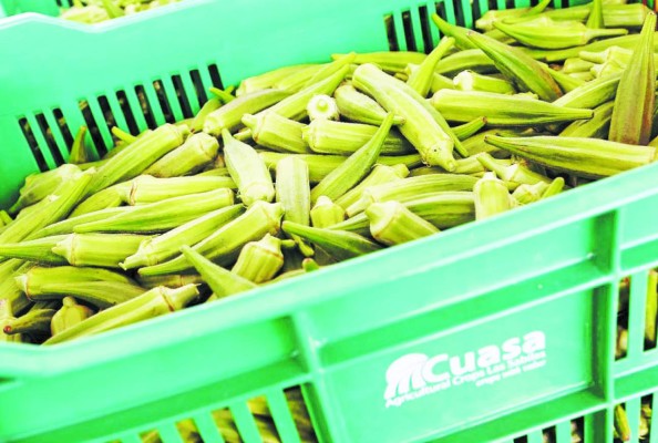 Exportadores hondureños de okra americana presionan el acelerador al 50%