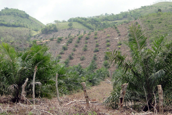 Sin control cultivan palma en reserva Mico Quemado en El Progreso