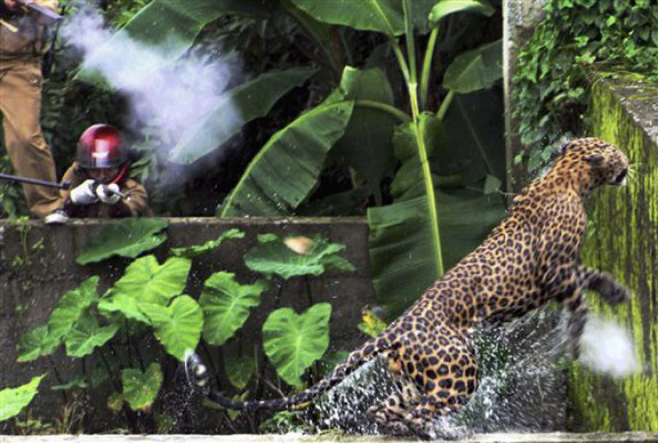 Impactante foto de ataque de leopardo en India
