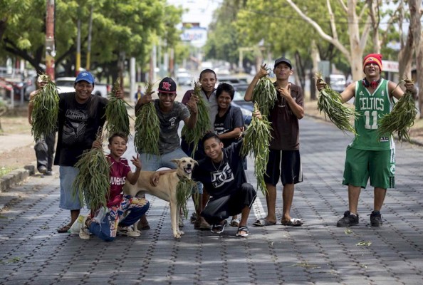 El COVID-19 desata 'fiebre' por las hojas del eucalipto en Nicaragua