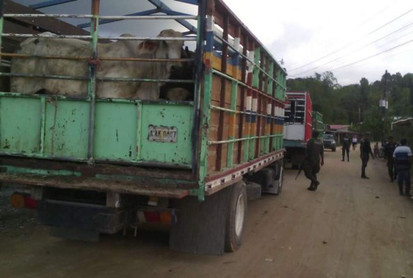 Reducen el tráfico ilegal de ganado en Honduras