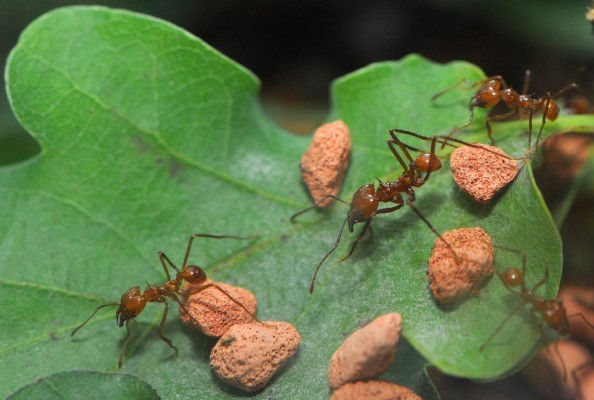 El sorprendente trabajo de las hormigas