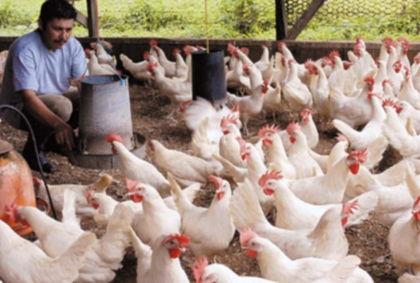 En enero ingresará al país pollo de EUA