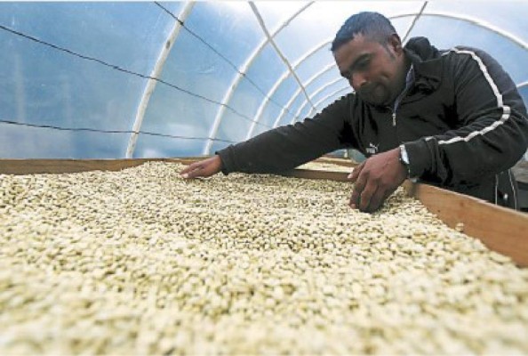 Colombia sextuplica la compra de café hondureño