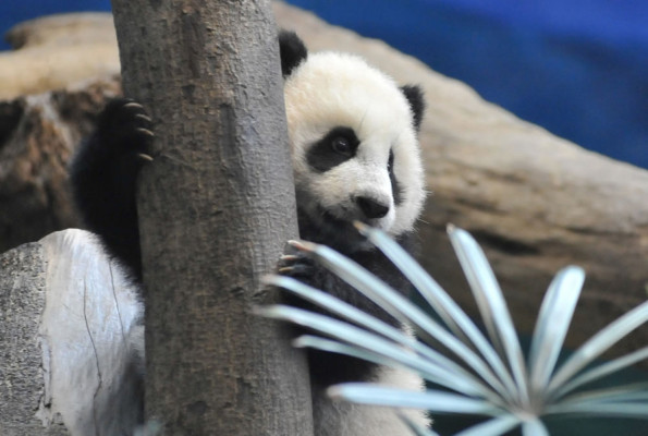 Osa panda, la nueva estrella del zoo de Taipéi