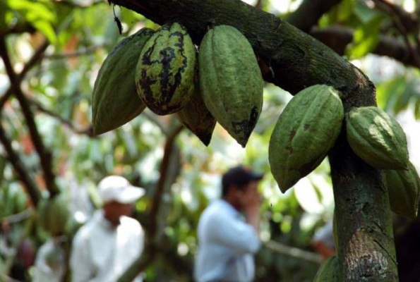 Cacao dejará 20 millones de dólares en divisas  
