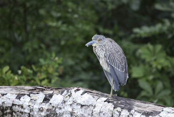 Cuero y Salado, el apasionante edén de las aves en Honduras