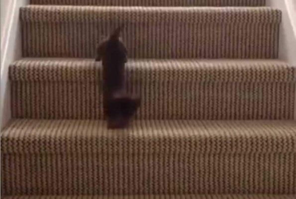 El perrito que supera su fobia a las escaleras