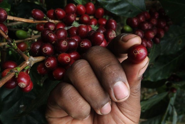 Exportaciones hondureñas de café acumulan $285.3 millones