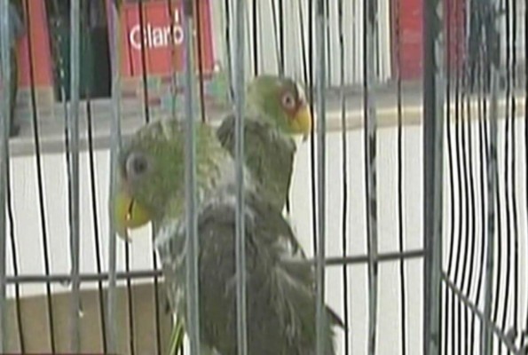 Decomisan en cárcel de Honduras perra pitbul, loros y combustible