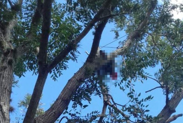 Muere joven electrocutado cuando cortaba un árbol en Tegucigalpa