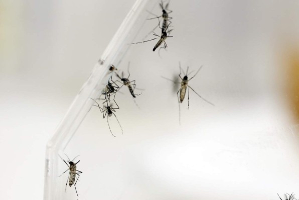 Descubren anticuerpo capaz de neutralizar el virus del dengue