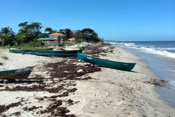 En alerta por proliferación de algas en Islas de la Bahía