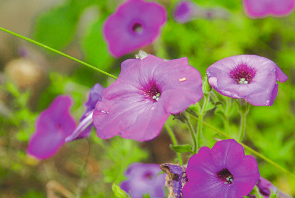 El Cusuco, la joya oculta de El Merendón