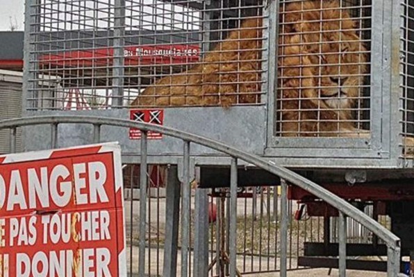 Prohíben utilizar animales en circos en México