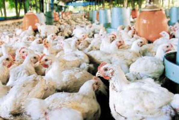 38 libras de pollo al año come cada sampedrano