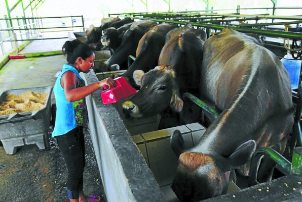 Exportadores hondureños de okra americana presionan el acelerador al 50%