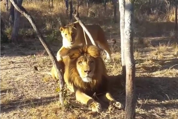 Cuando una leona asusta a un león