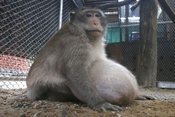 'Tío Gordo', el mono que terminó obeso por alimentarse de comida chatarra