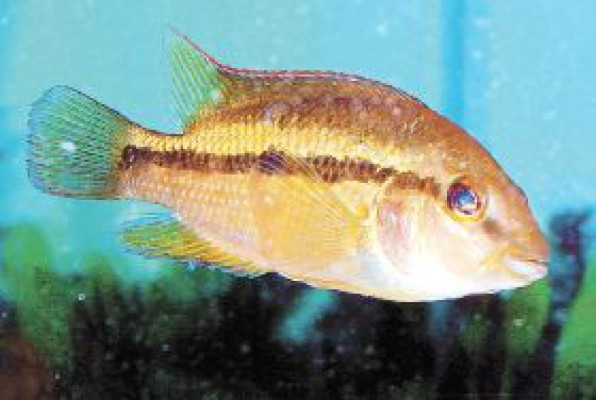 Encuentran 35 especies en el río Cangrejal