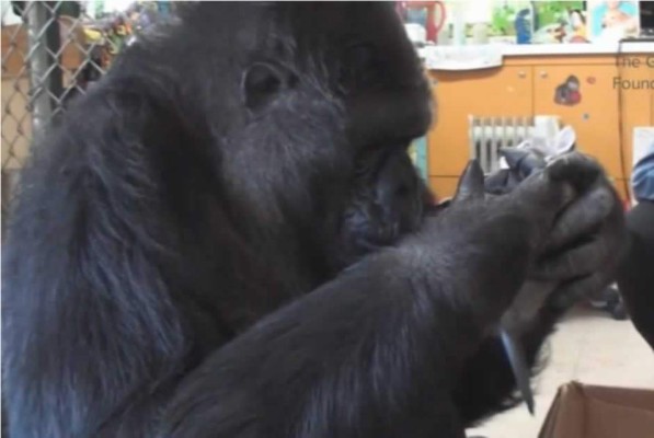 La gorila que ama a los gatitos