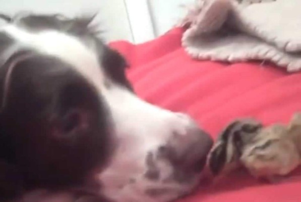 Perro da la bienvenida con amor a codornices recién nacidas