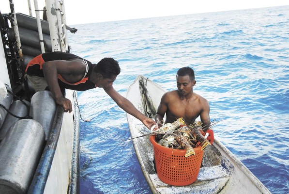 Reubican 200 refugios de langostas en Puerto Lempira