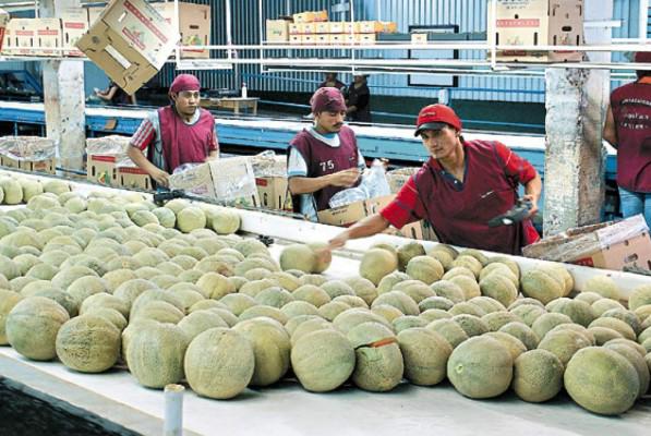 Honduras exporta contenedor con 1,820 cajas de melón a Taiwán