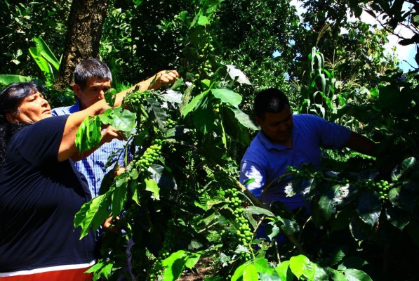 Destinan L8.7 millones para prevenir la roya en Honduras