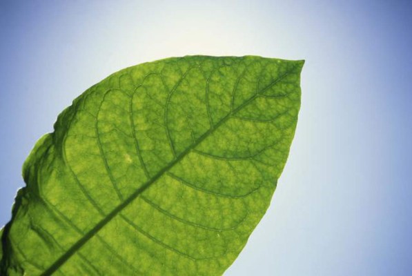 Crean proceso de producción de vacunas más veloz con hojas de tabaco