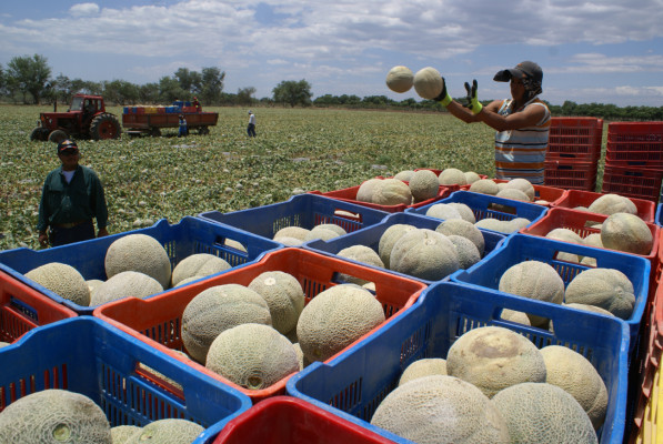 Exportación de melón se retrasa veinte días