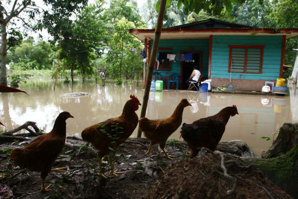 Se desborda el río Ulúa y pone en peligro a unas 3,000 familias en El Progreso