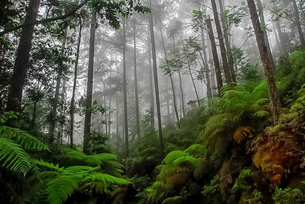 Parque Nacional Cusuco, poseedor de inimaginable belleza natural