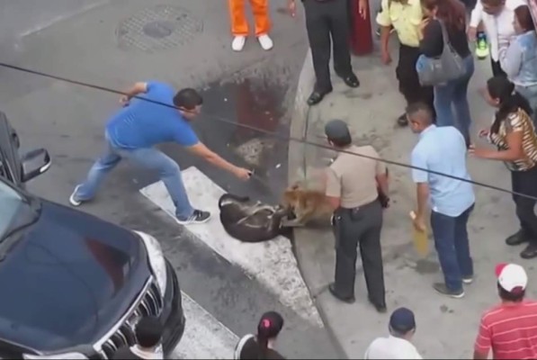 Pobladores luchan por impedir el feroz ataque de un pitbull a otro perro