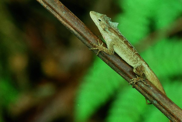 Honduras: Fotografías que nos llenan de orgullo