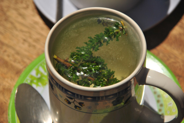 Propiedades de planta podrían reducir cáncer