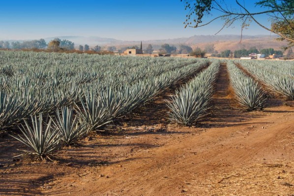 Una nueva ruta en capital mexicana acerca la tradición y sabores del mezcal.