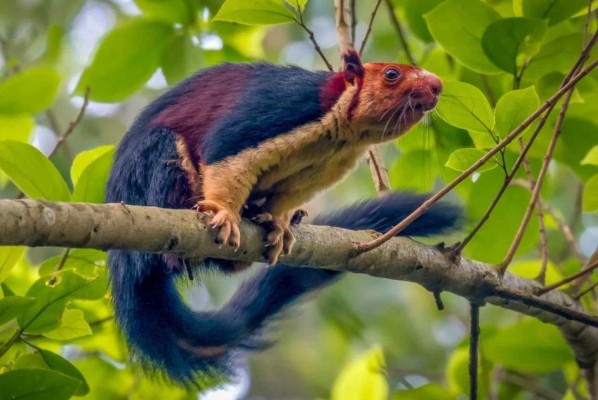 Ardillas con pelaje multicolor fascinan a los turistas