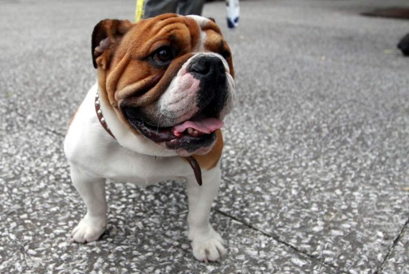 ¿Amo sedentario? Mascota en riesgo