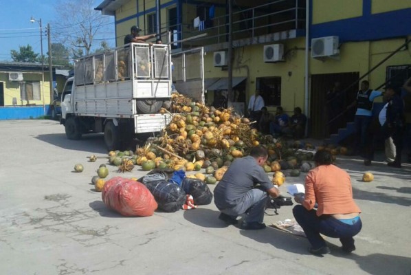 Decomisan droga oculta en camión cargado de cocos